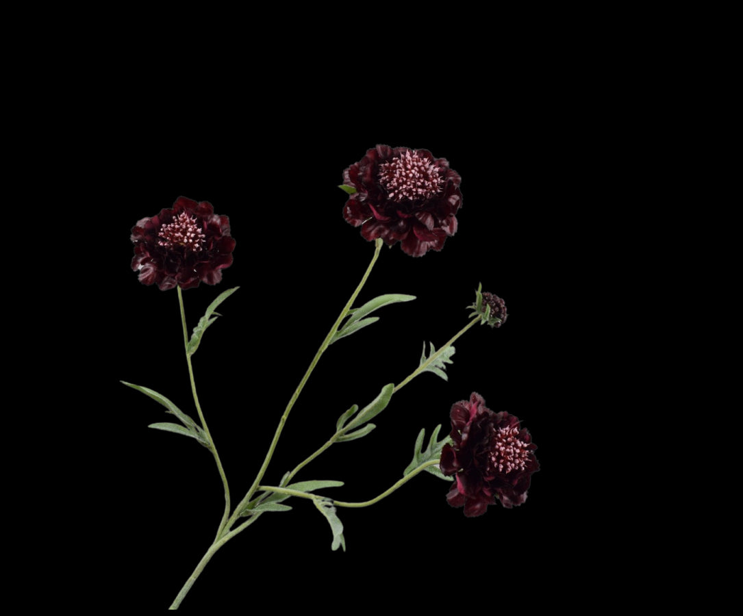 Zijde Scabiosa tak Paars 80 cm