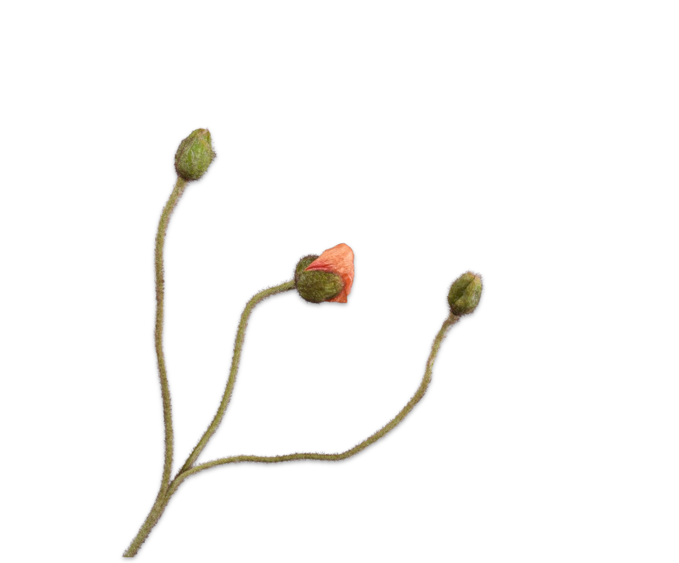 Zijde klaproos knop Peach