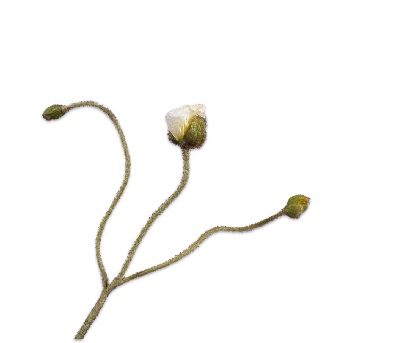 Zijde klaproos knop Creme