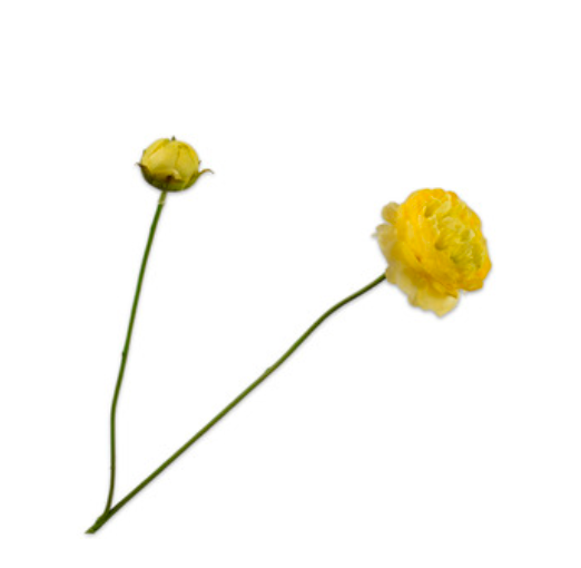 Zijde Ranonkel geel