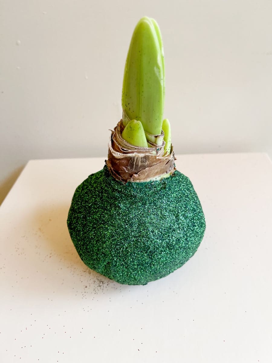 Amarylisbol KERSTGROEN
