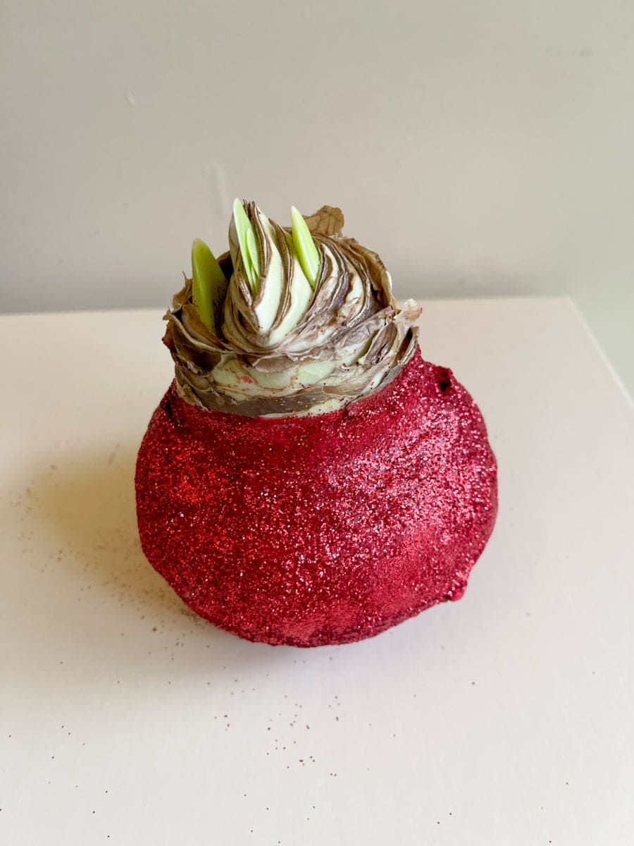 Amarylisbol FEL ROOD