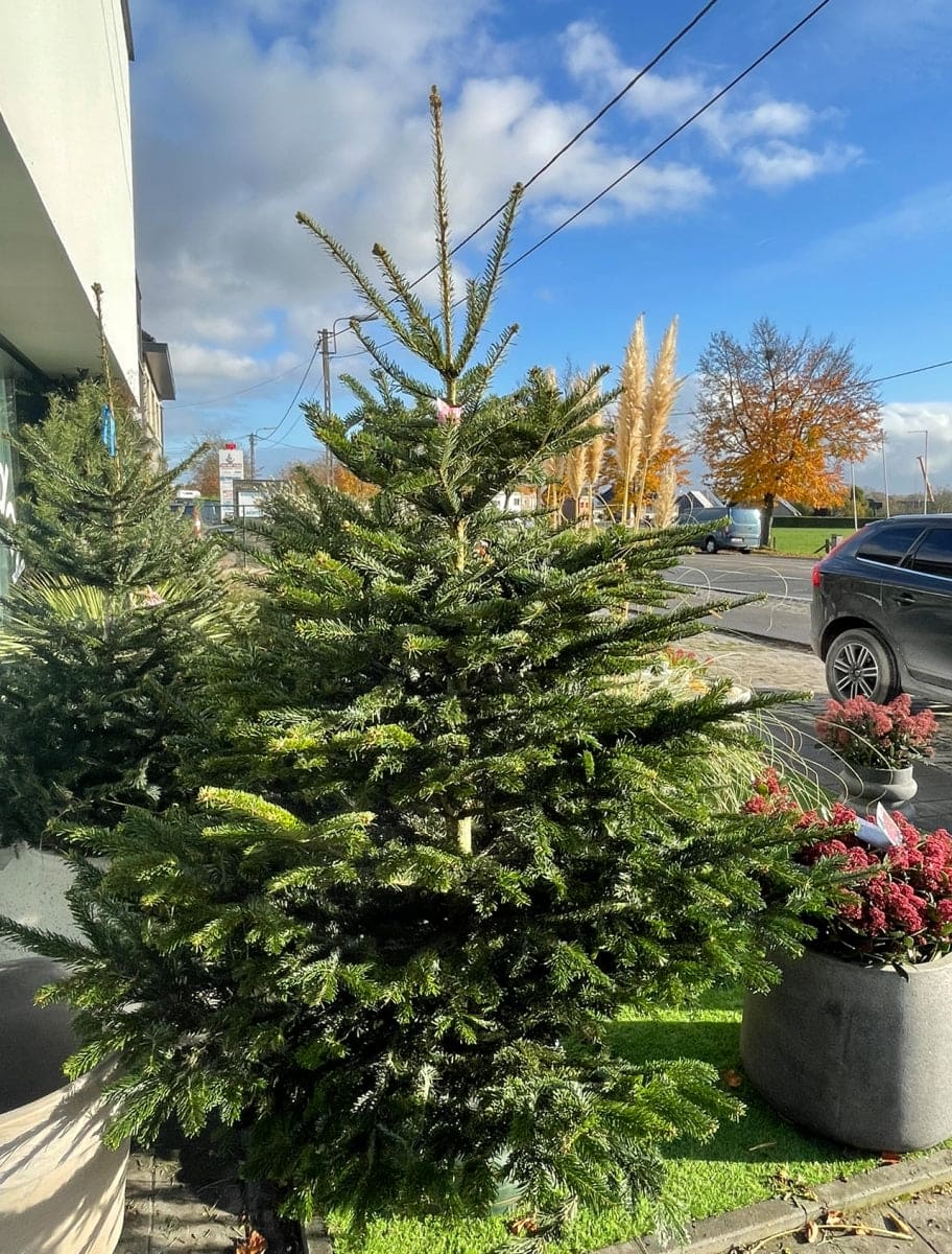 Kerstboom Nordman Primium Stam 200-225