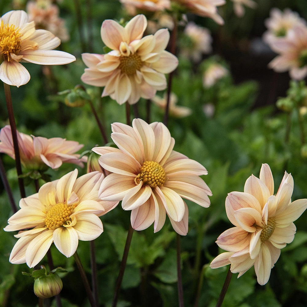 Dahlia Box Pastel