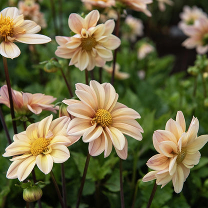 Dahlia Box Pastel