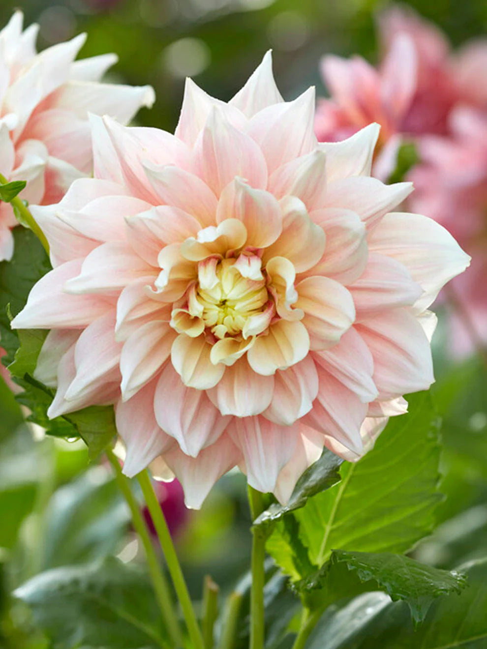 Dahlia Box Pastel