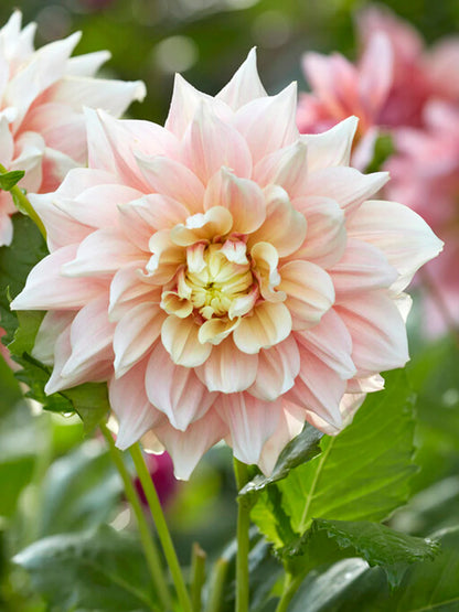 Dahlia Box Pastel