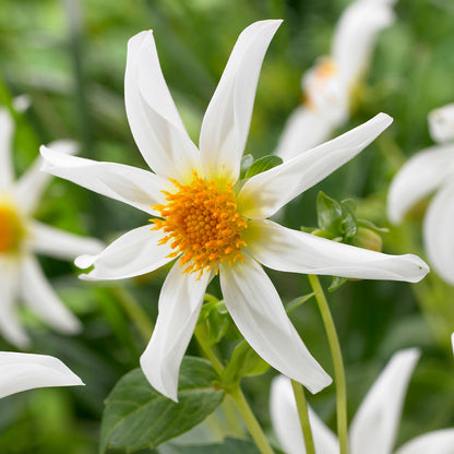 Dahlia Box Pastel