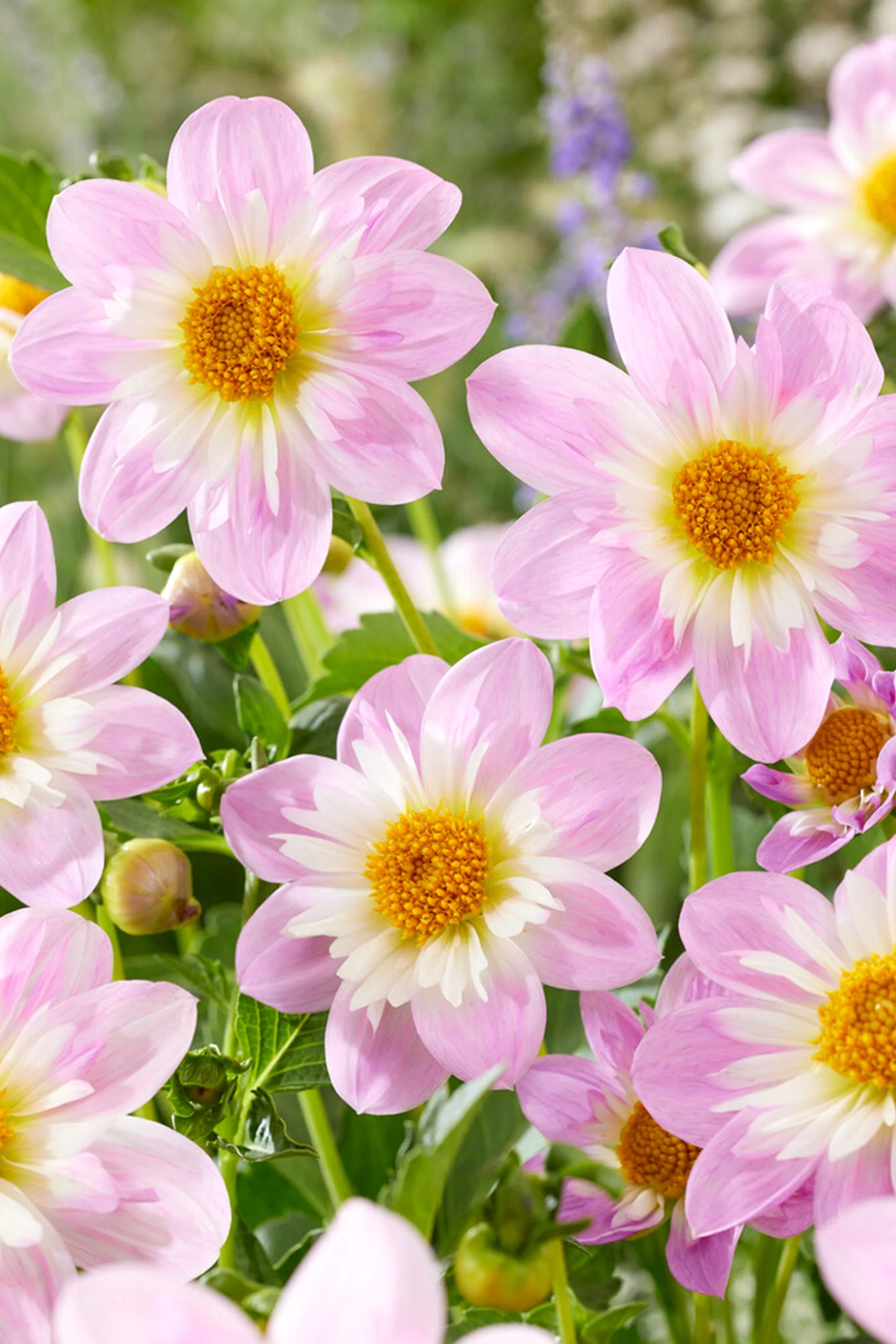 Dahlia Box Pastel