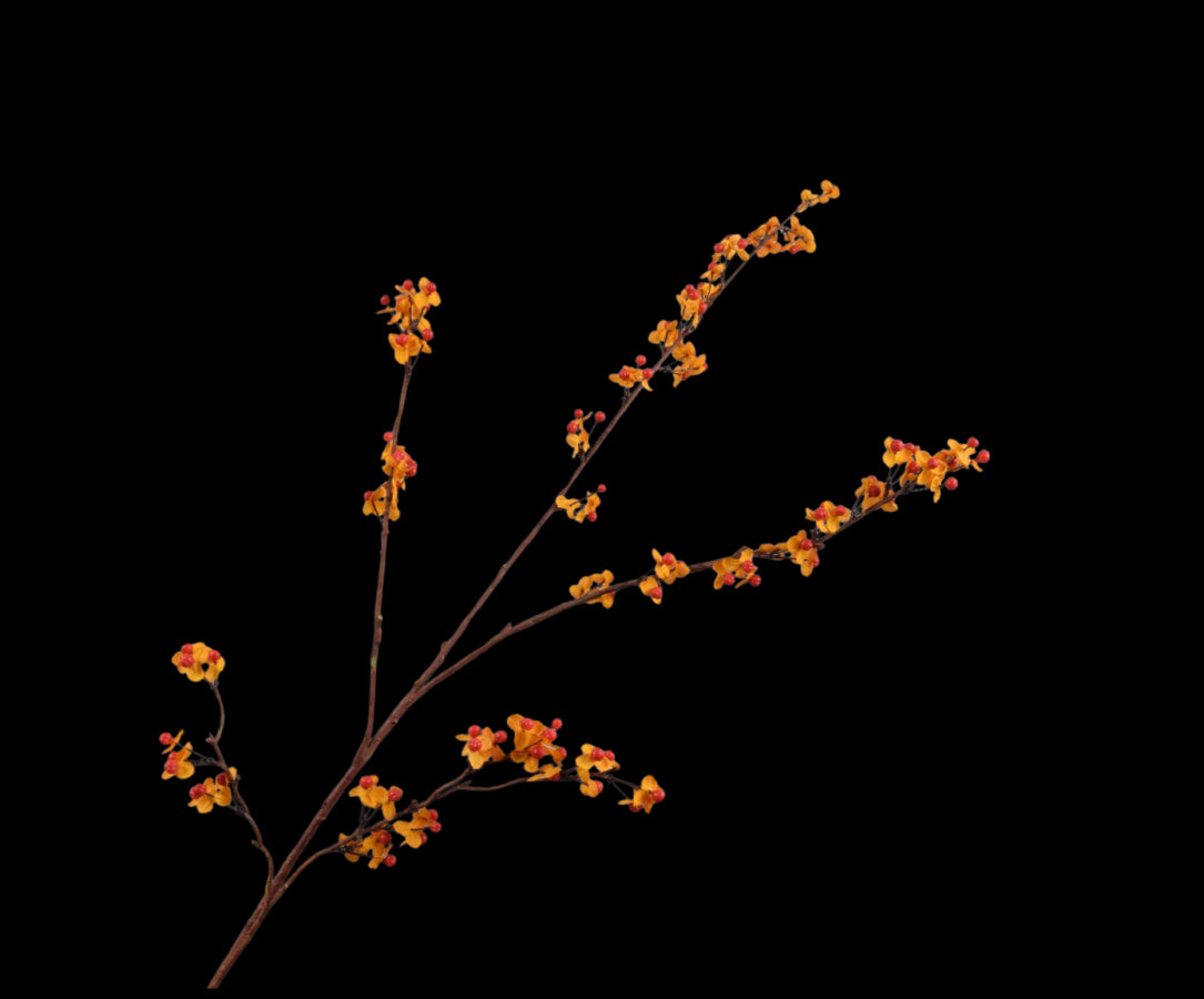 Zijde Celastrus Tak Oranje 109