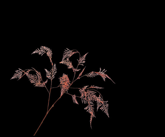 Zijde Asparagus Oranje