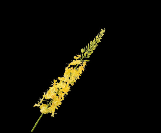 Zijde eremerus geel 107 cm