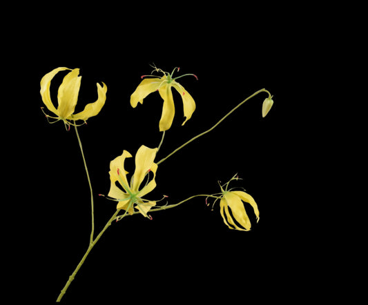 Zijde Glorisia tak geel 89 cm