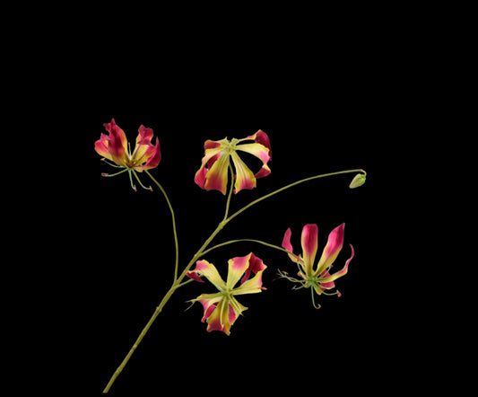 Zijde Glorisia tak fusia 89 cm