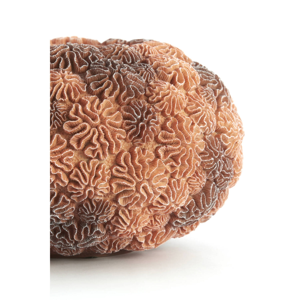 Vaas CORAL L