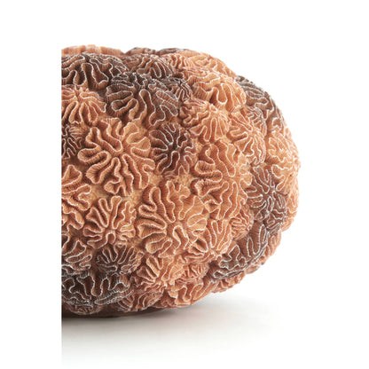 Vaas CORAL L