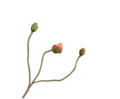Zijde klaproos knop Peach