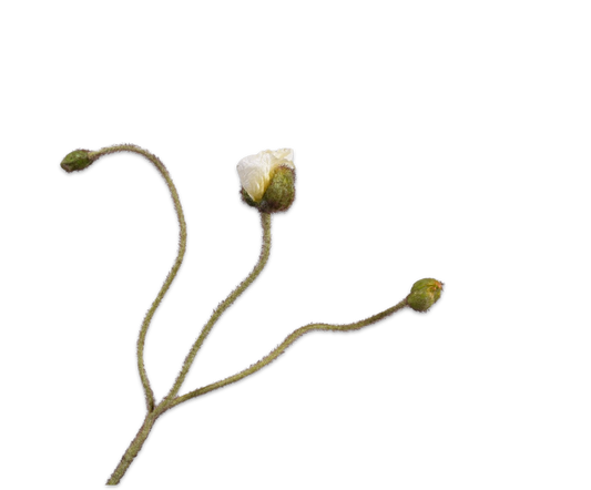 Zijde klaproos knop Creme