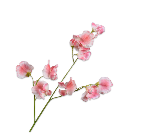 Zijde Lathyrus Roos