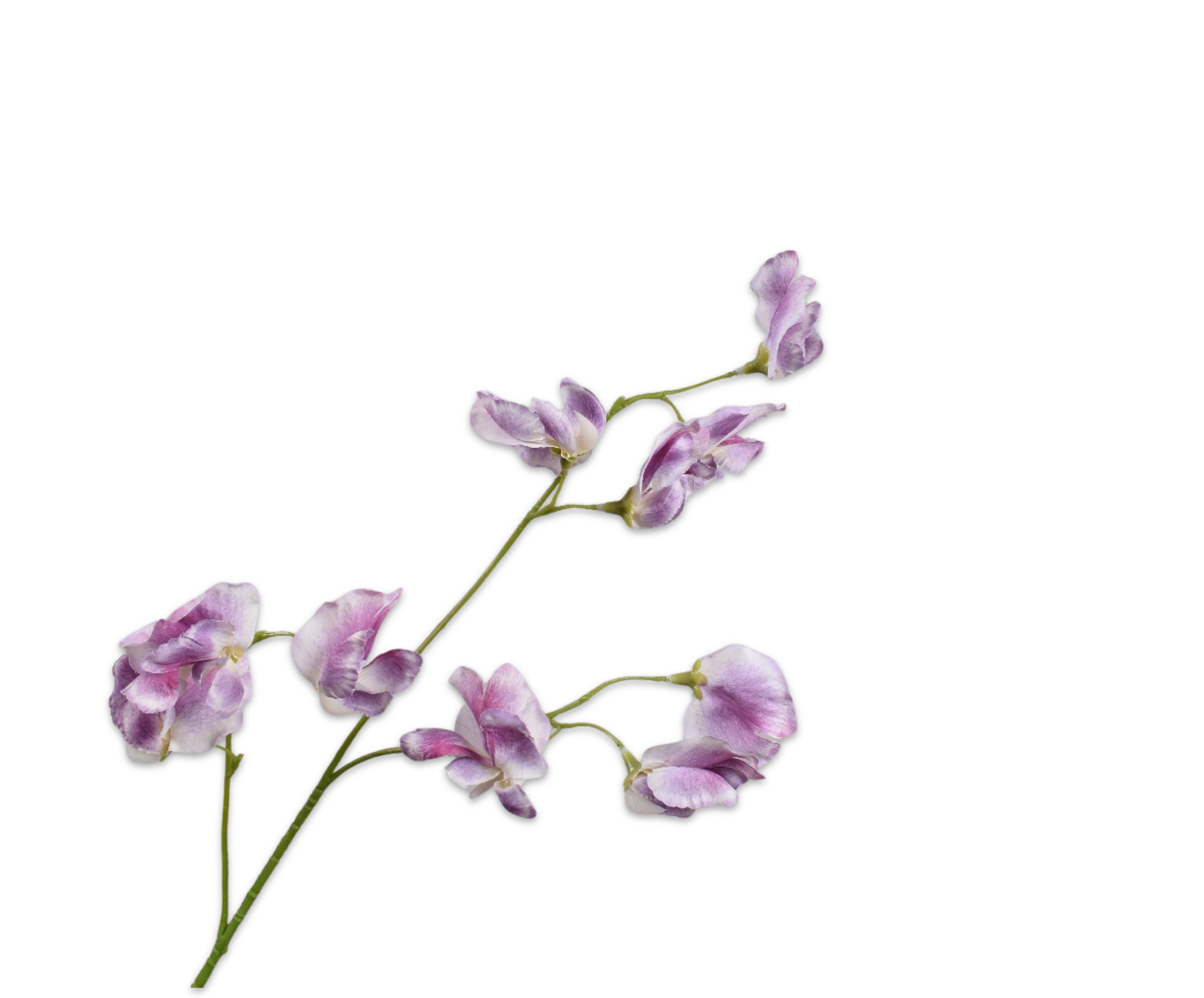 Zijde Lathyrus Lila