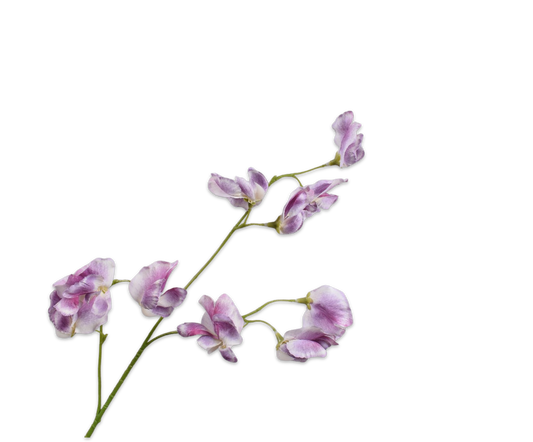 Zijde Lathyrus Lila
