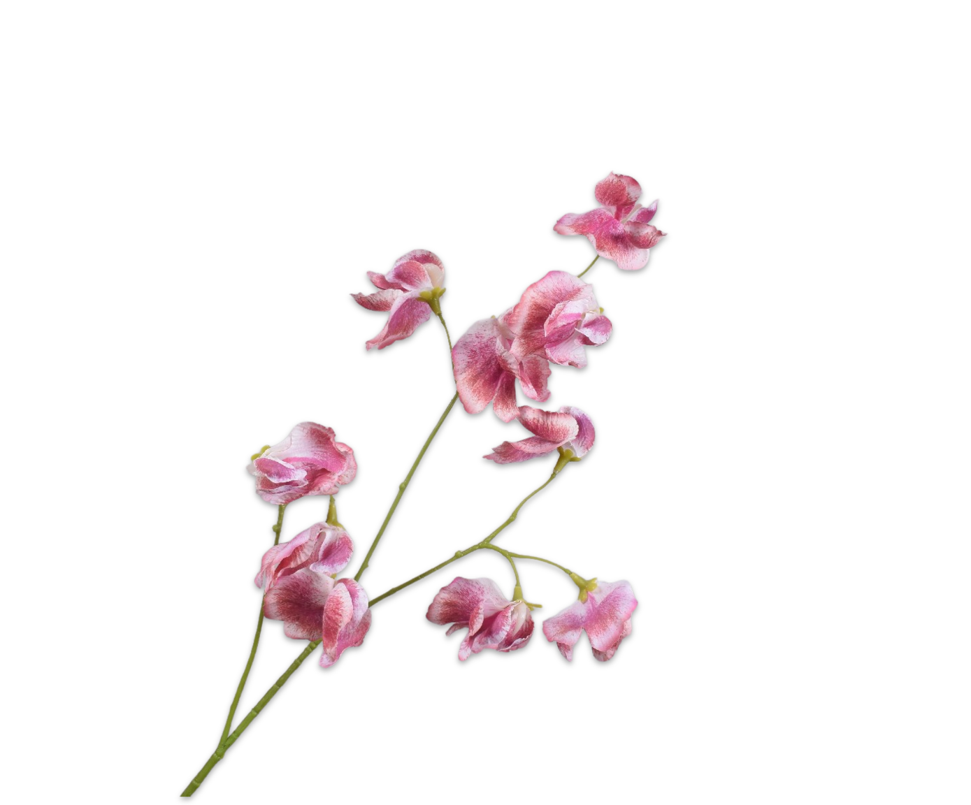 Zijde Lathyrus Fuchia