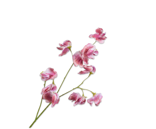 Zijde Lathyrus Fuchia