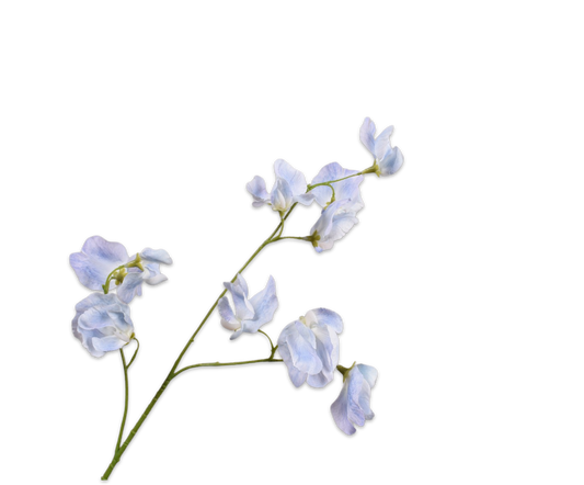 Zijde Lathyrus Blauw
