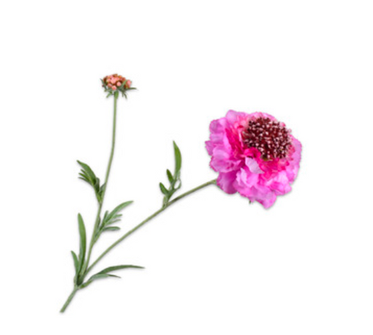 Zijde Scabiosa tak Roos