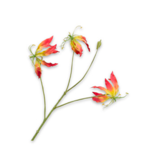 Zijde gloriosa Rood/geel