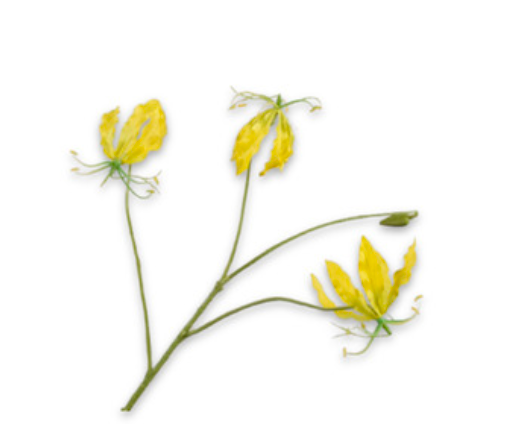 Zijde gloriosa geel