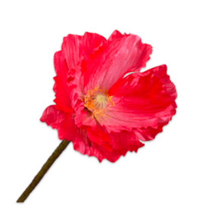 Zijde klaproos Rood