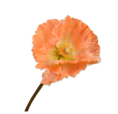 Zijde klaproos Oranje