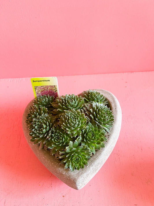 Vetplant Allerheiligen hart XS COPY