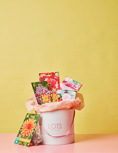 Dahlia Box Fel