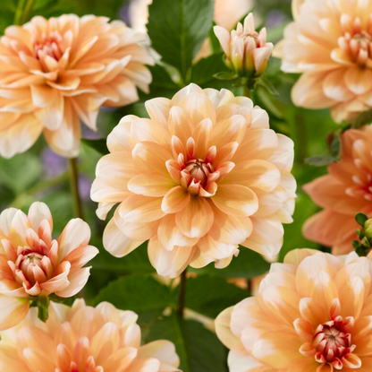 Dahlia Box Pastel