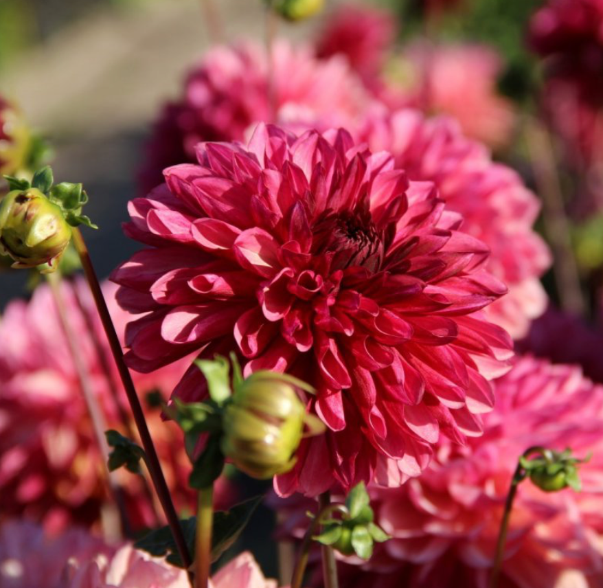 Dahlia Box Fel