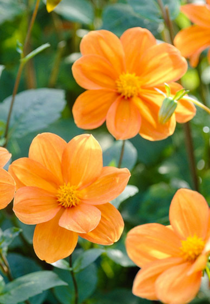 Dahlia Box Fel