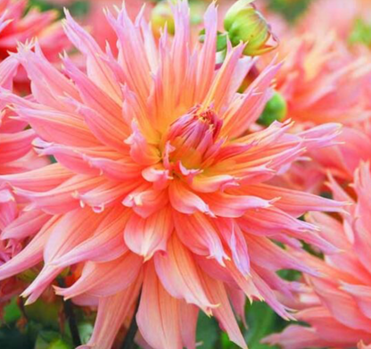 Dahlia Box Fel