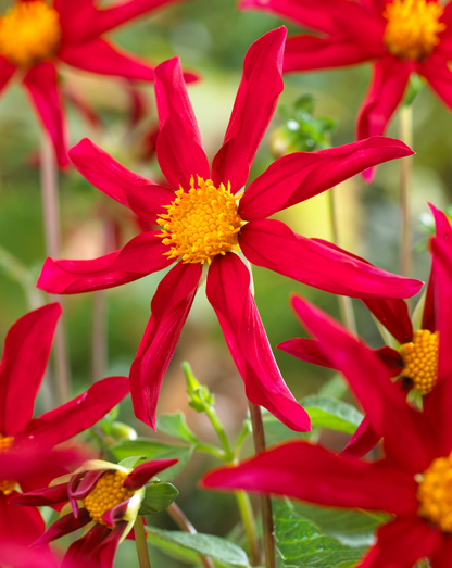 Dahlia Box Fel