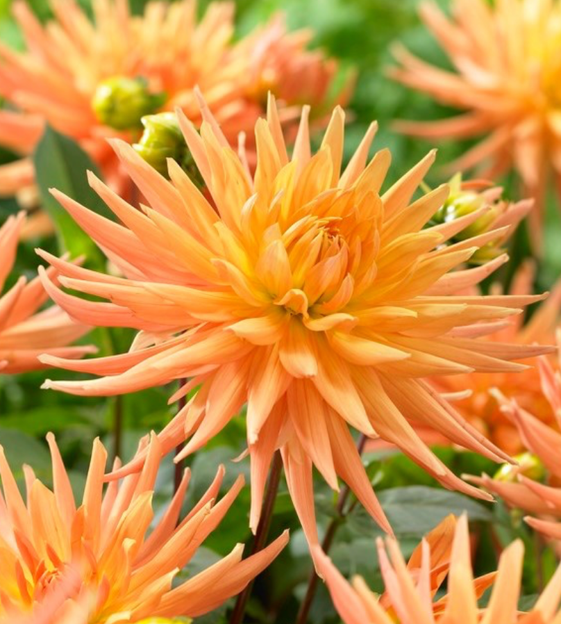 Dahlia Box Fel