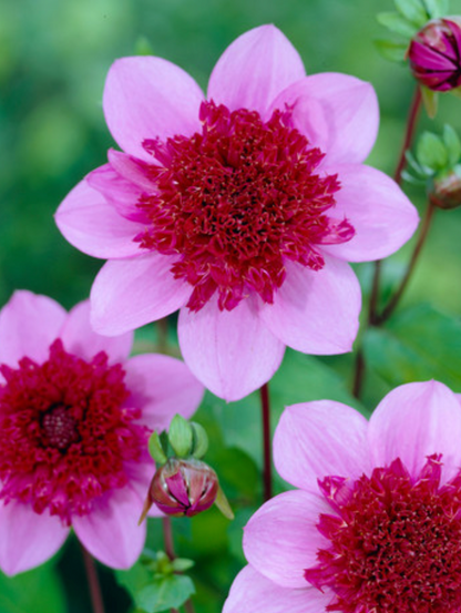 Dahlia Box Fel