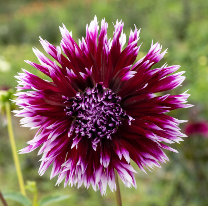 Dahlia Box Fel