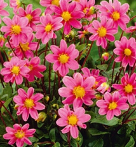 Dahlia Box Fel