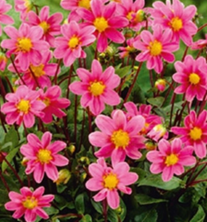 Dahlia Box Fel