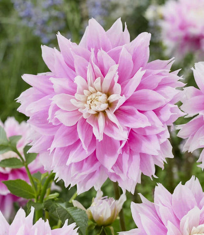 Dahlia Box Pastel