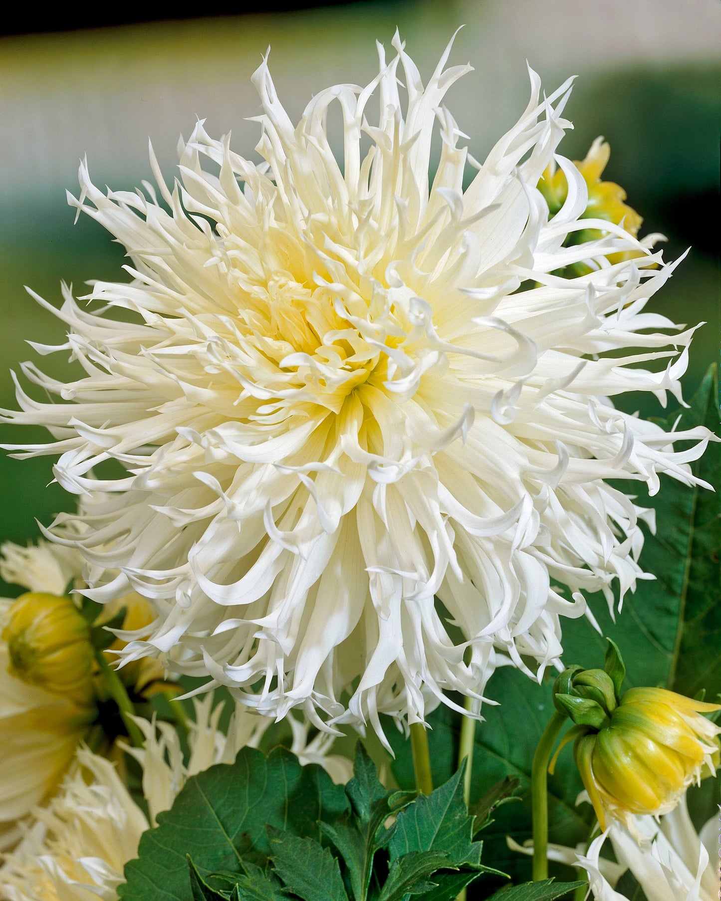 Dahlia Box Pastel